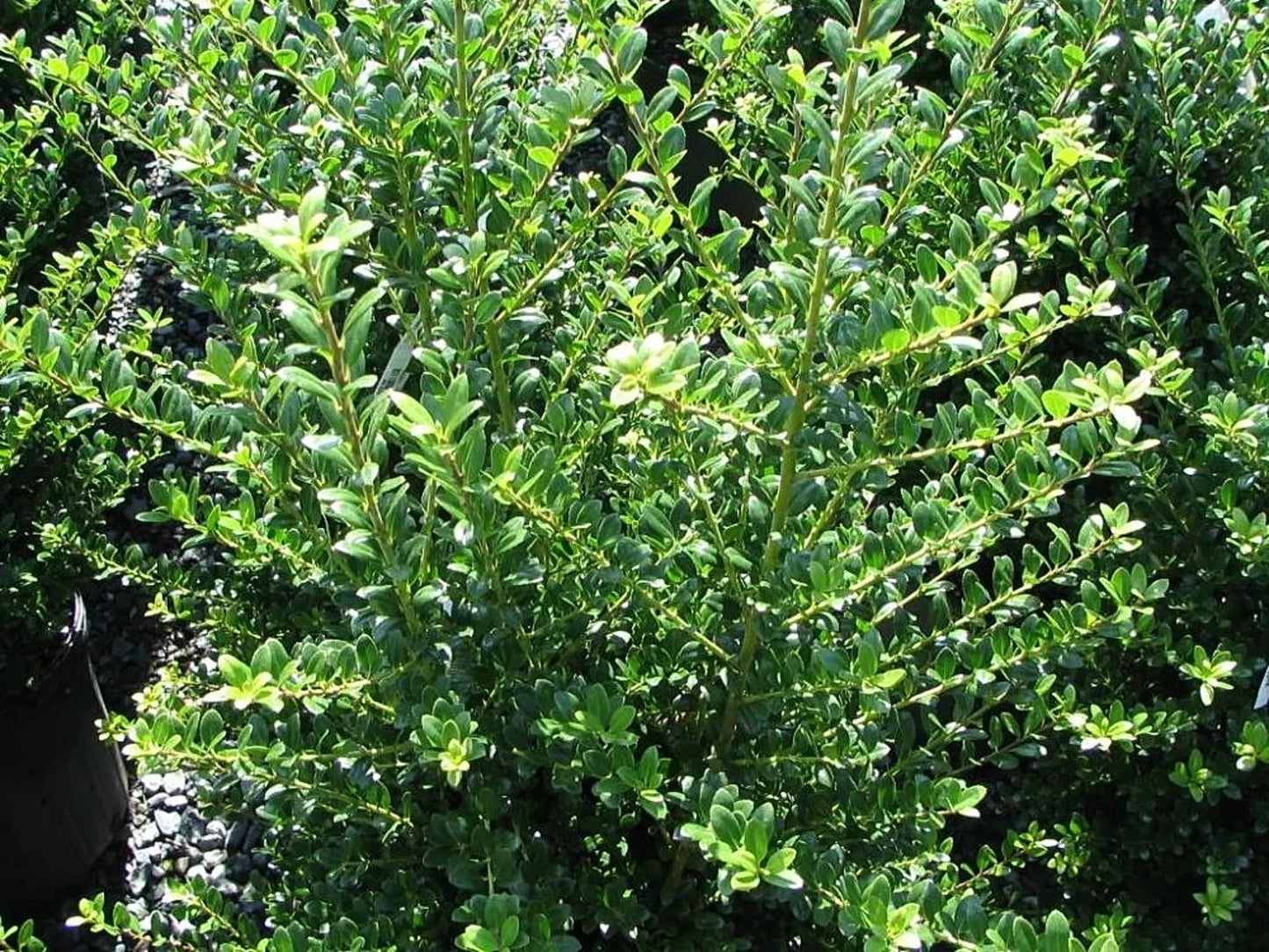 Ilex Crenata Steeds - View 6 from www redcrocus com