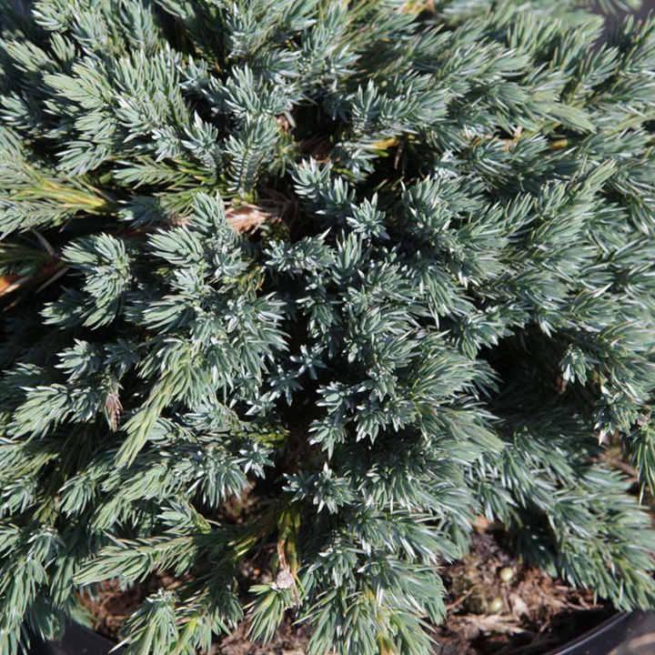 Juniperus Squamata 'blue Star' - View 12 from www redcrocus com