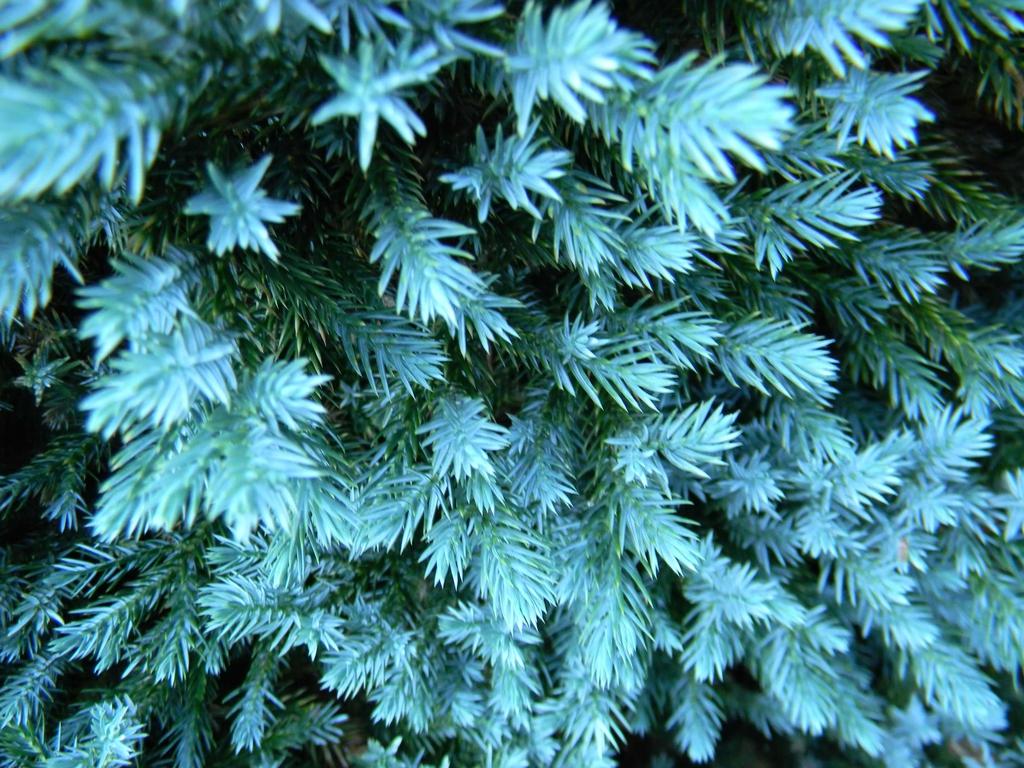 Juniperus Squamata 'blue Star' - View 14 from www redcrocus com