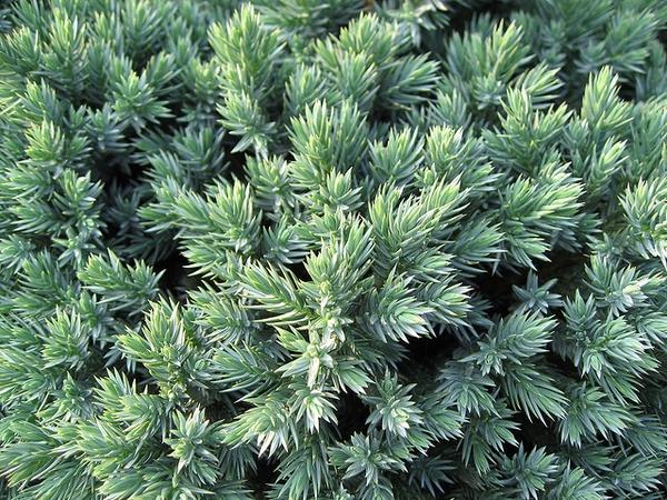 Juniperus Squamata 'blue Star' - View 17 from www redcrocus com
