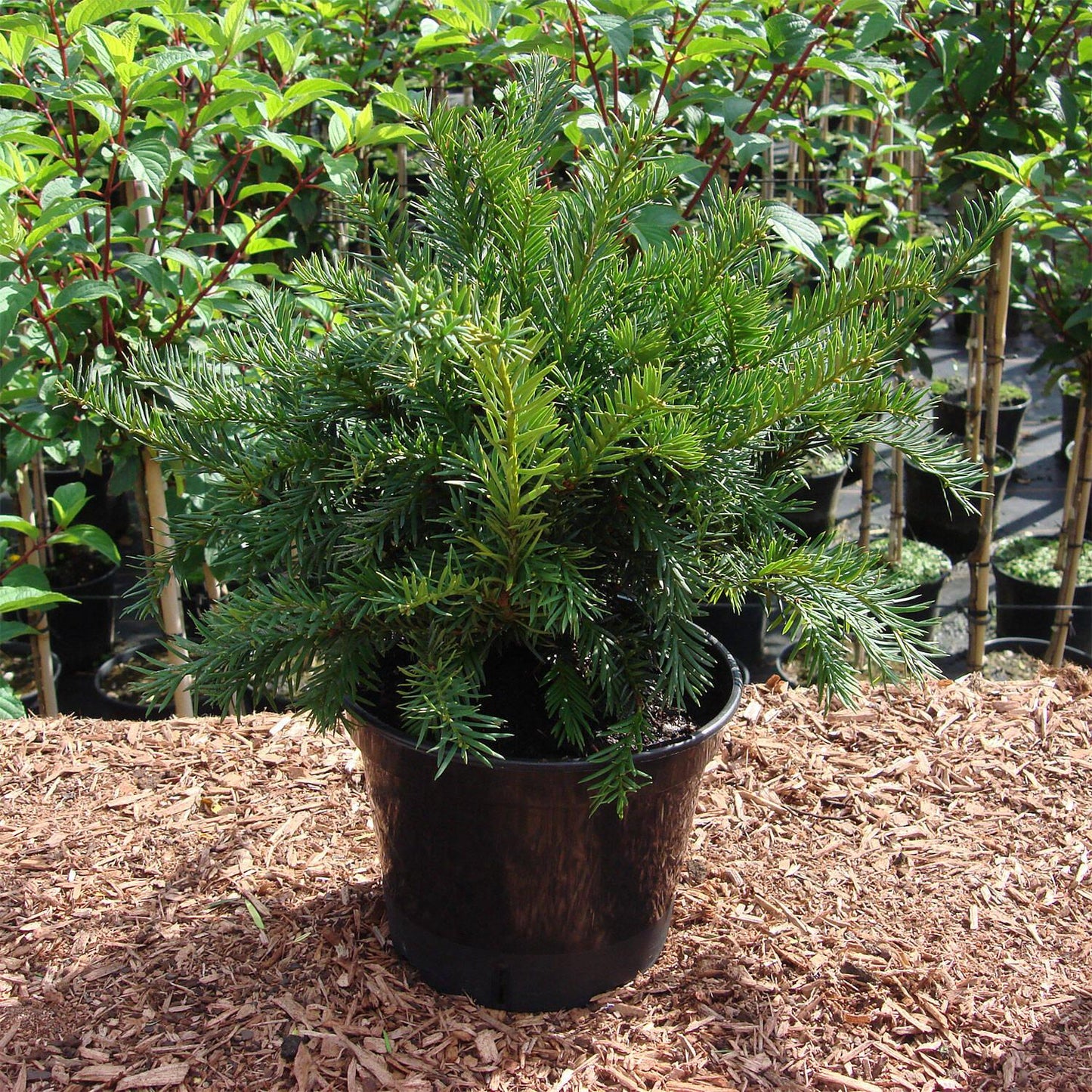 Taxus Baccata Repandens - View 10 from www redcrocus com