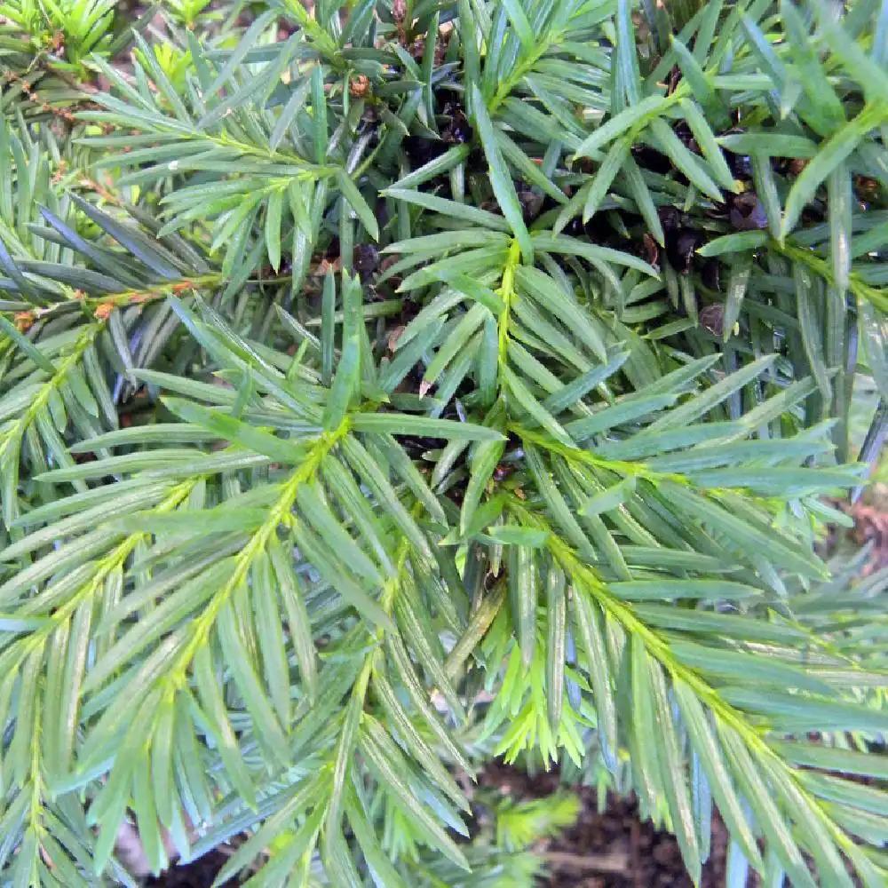 Taxus Baccata Repandens - View 11 from www redcrocus com