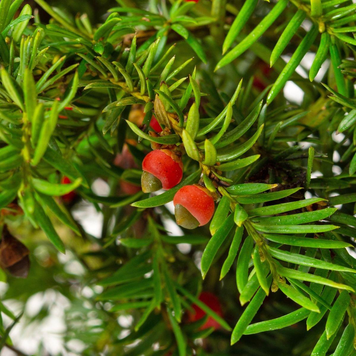 Taxus Baccata Repandens - View 12 from www redcrocus com