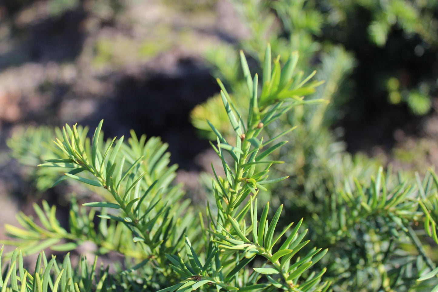 Taxus Baccata Repandens - View 14 from www redcrocus com