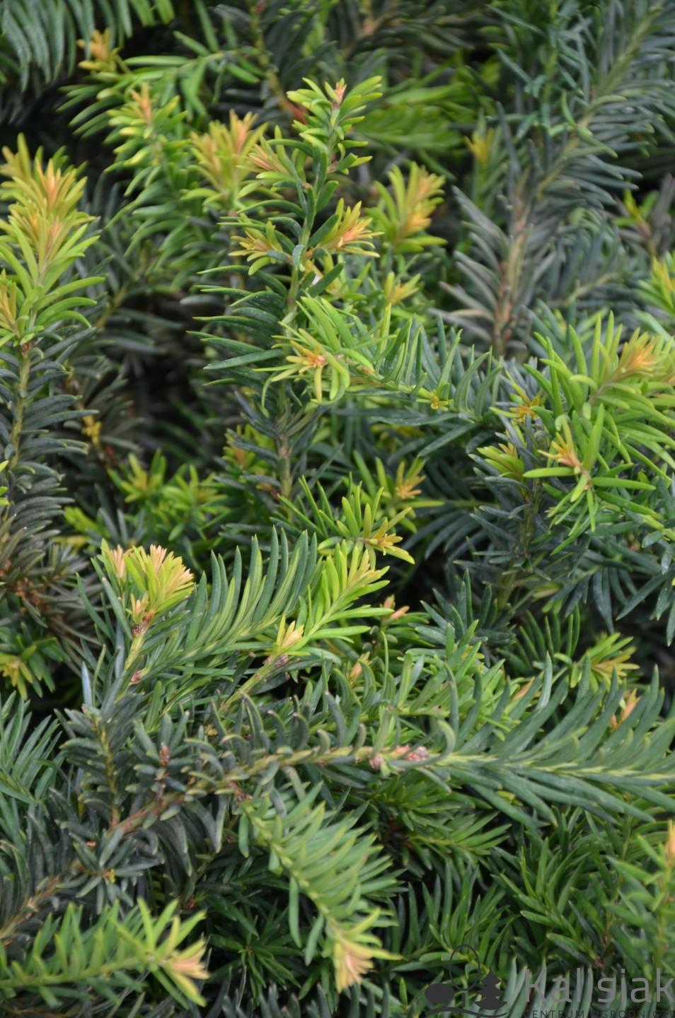Taxus Baccata Repandens - View 15 from www redcrocus com