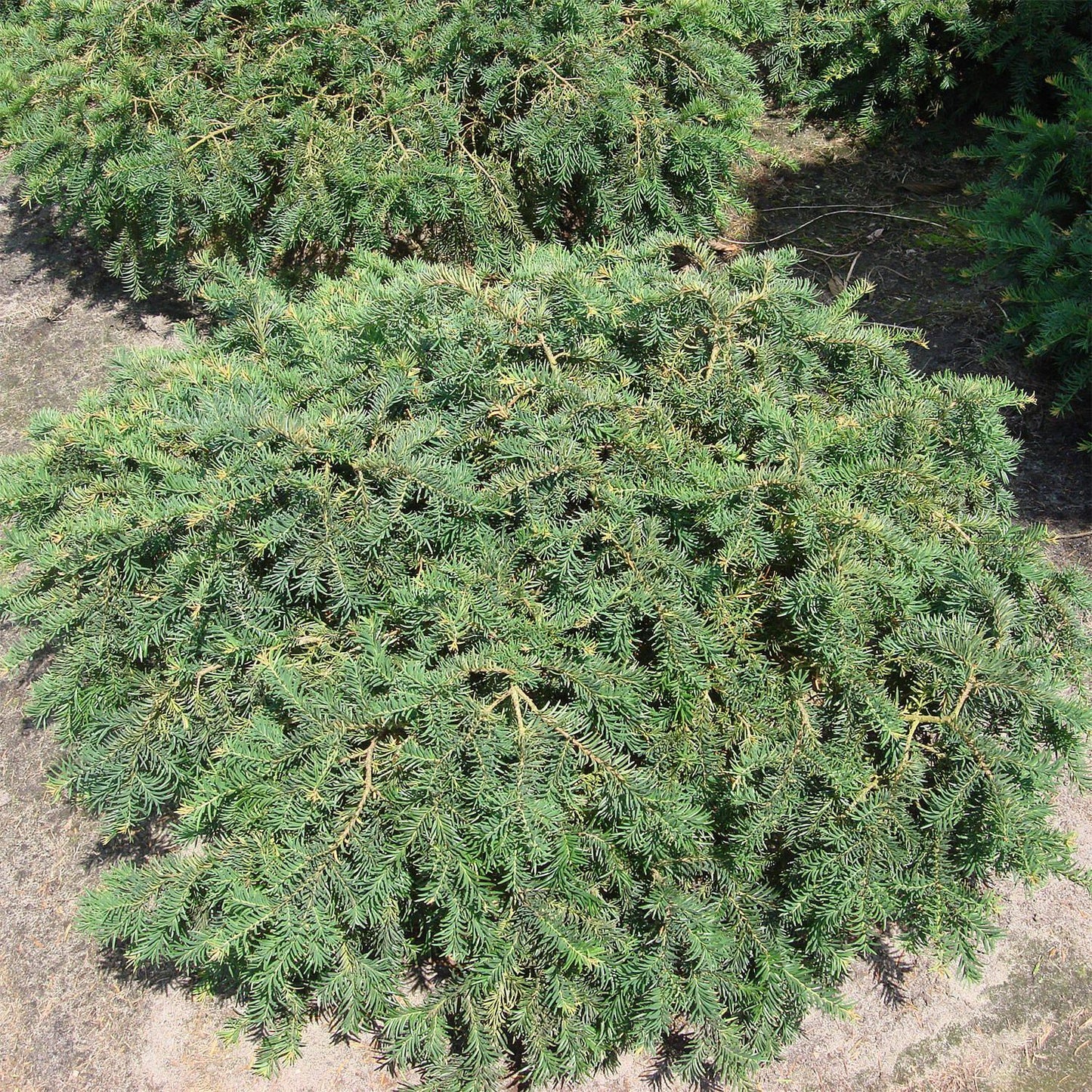 Taxus Baccata Repandens - View 16 from www redcrocus com