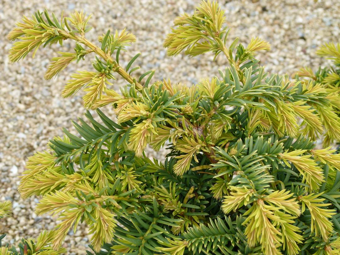 Taxus Baccata Repandens - View 17 from www redcrocus com