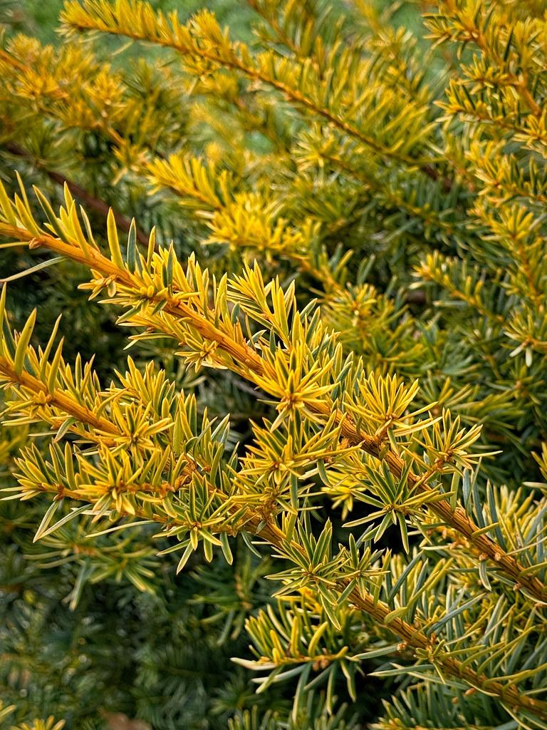 Taxus Baccata Repandens - View 18 from www redcrocus com