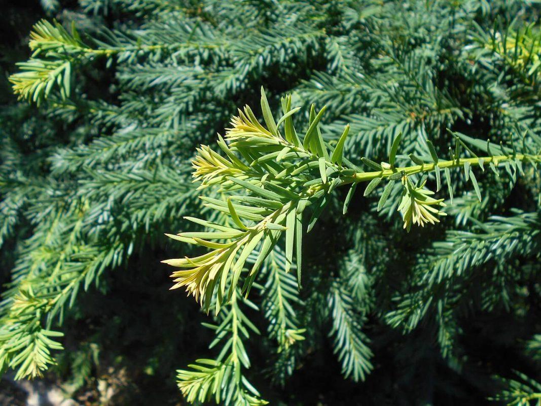 Taxus Baccata Repandens - View 2 from www redcrocus com