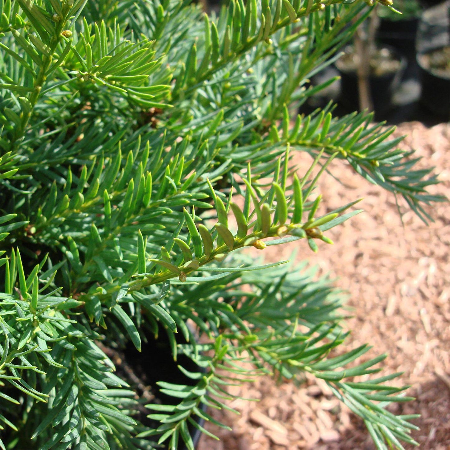 Taxus Baccata Repandens - View 3 from www redcrocus com