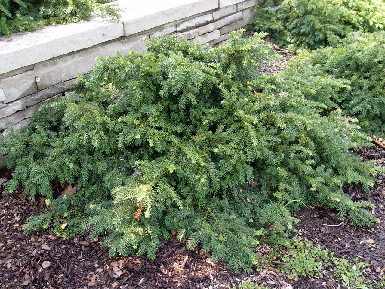 Taxus Baccata Repandens - View 4 from www redcrocus com