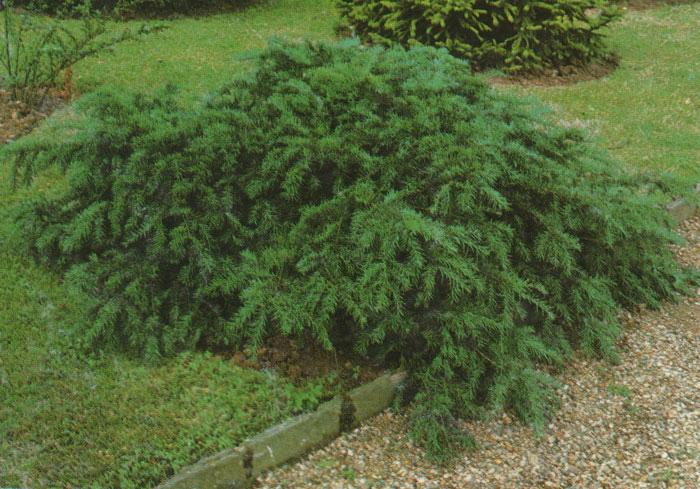 Taxus Baccata Repandens - View 6 from www redcrocus com