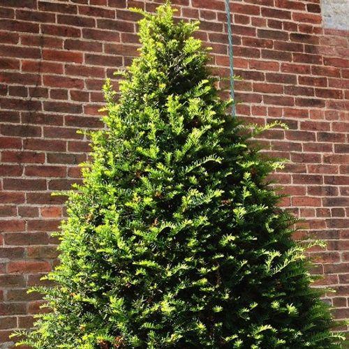 Taxus Cuspidata Capitata - View 14 from www redcrocus com