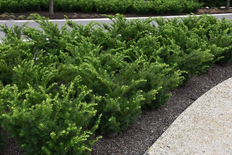 Taxus Media Densiformis - View 13 from www redcrocus com