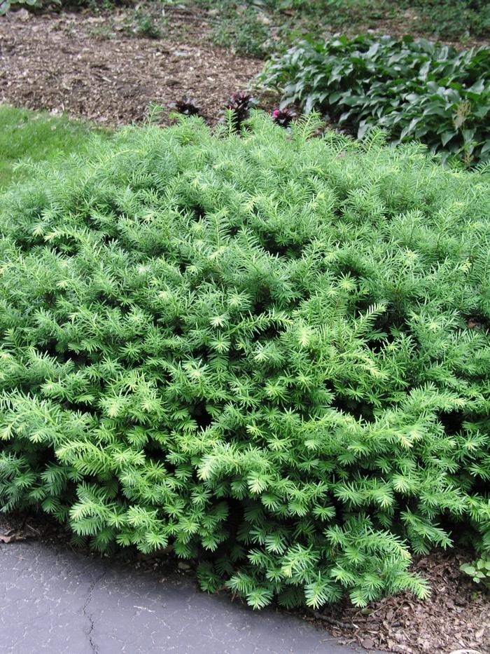 Taxus Media Densiformis - View 15 from www redcrocus com