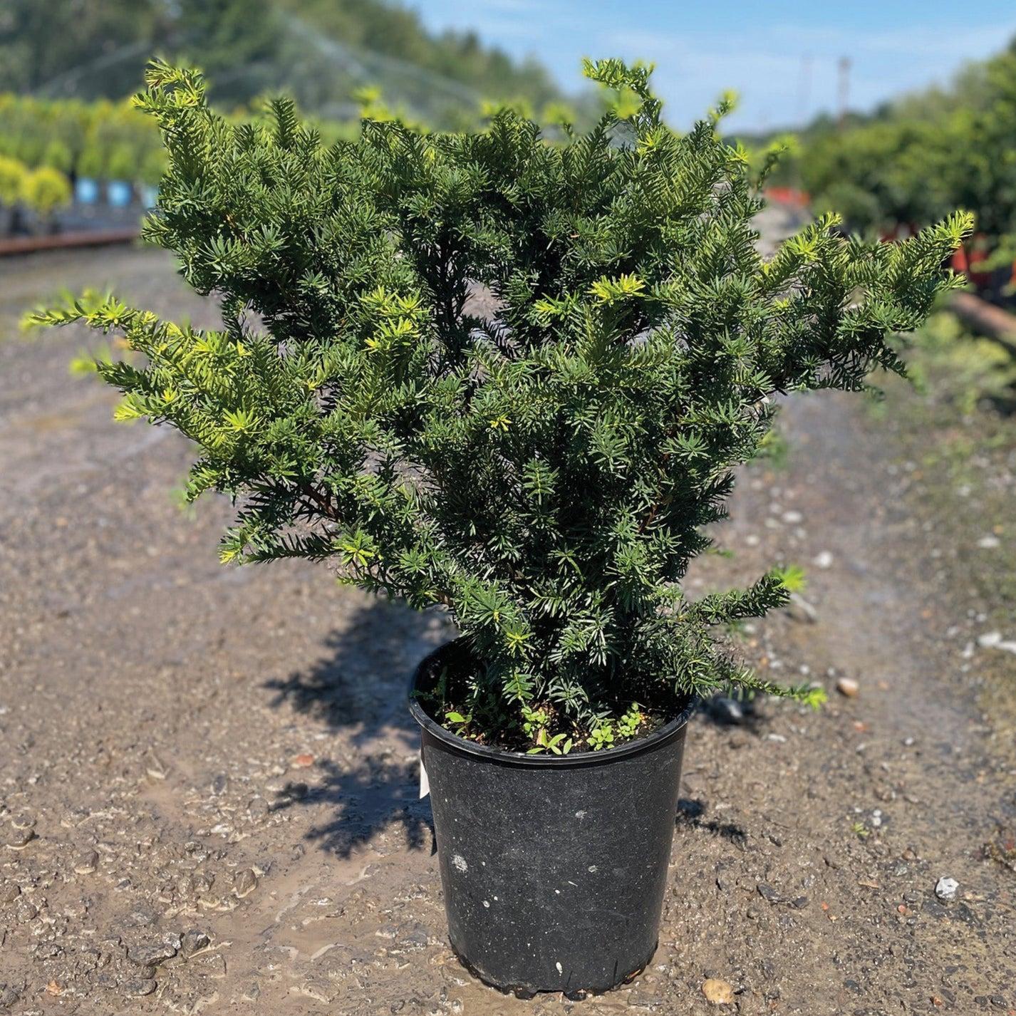 Taxus Media Densiformis - View 16 from www redcrocus com