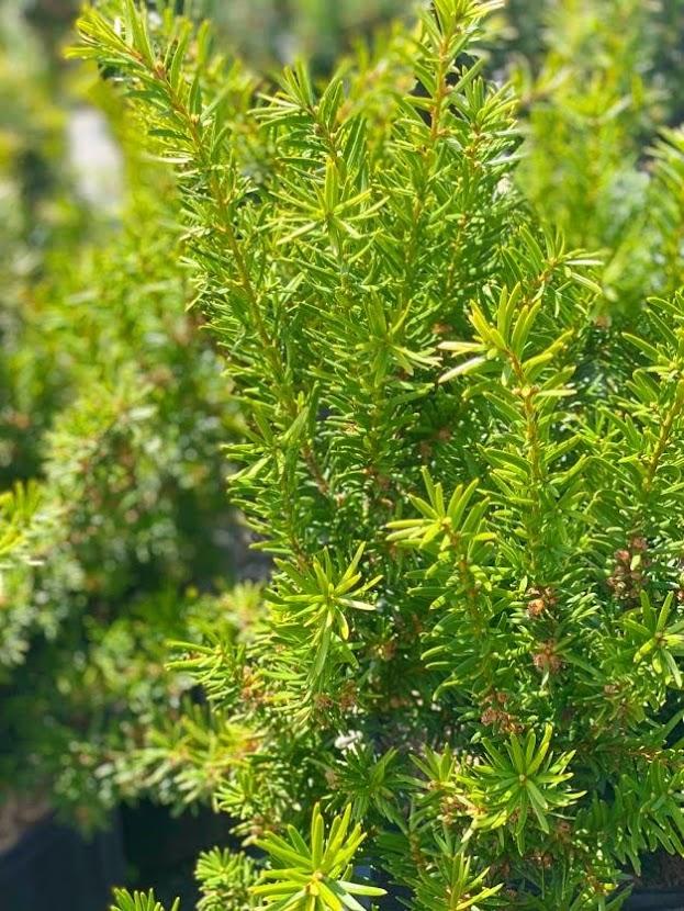 Taxus Media Densiformis - View 19 from www redcrocus com