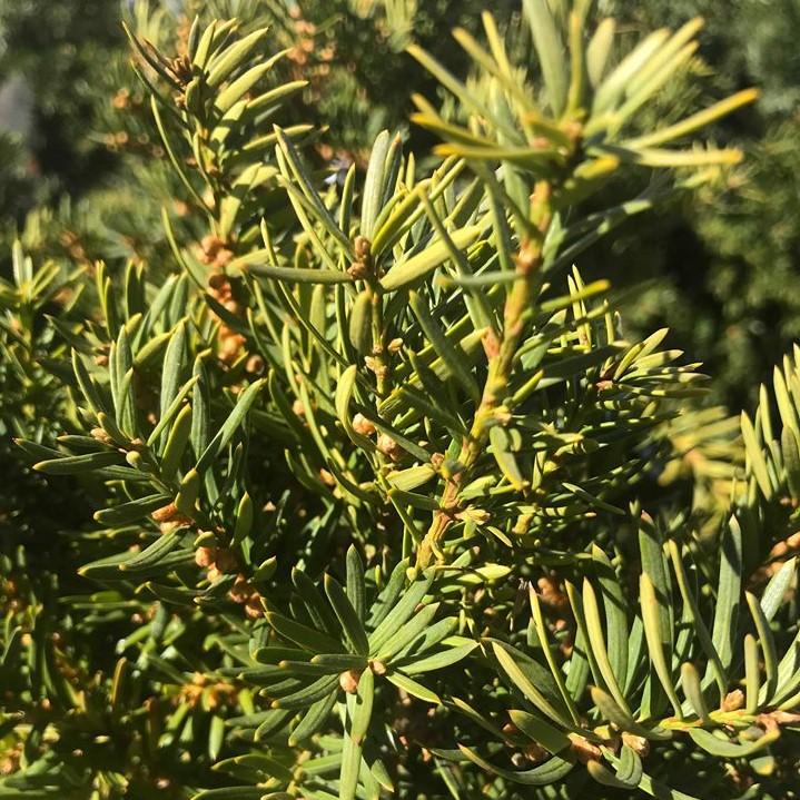 Taxus Media Densiformis - View 2 from www redcrocus com