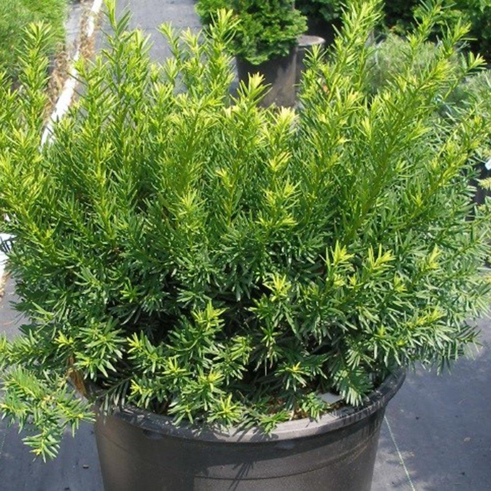 Taxus Media Densiformis - View 3 from www redcrocus com