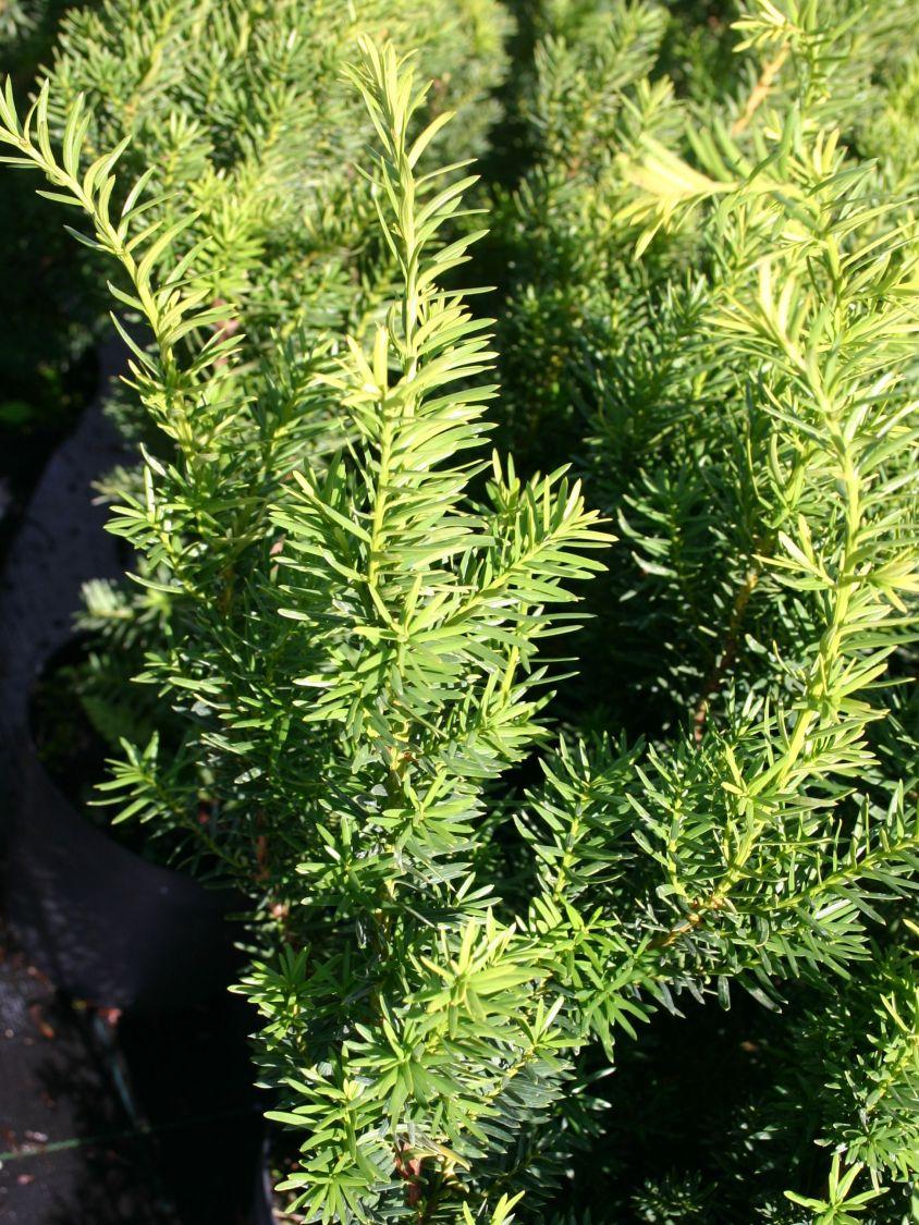 Taxus Media Densiformis - View 5 from www redcrocus com
