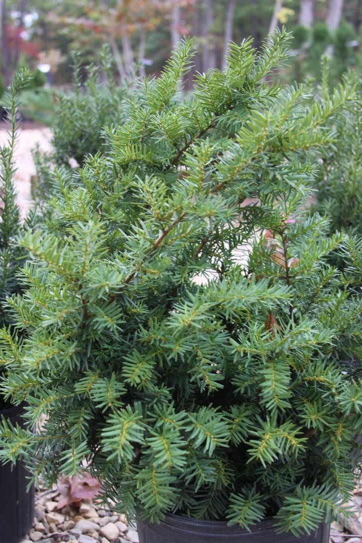 Taxus Media Densiformis - View 8 from www redcrocus com