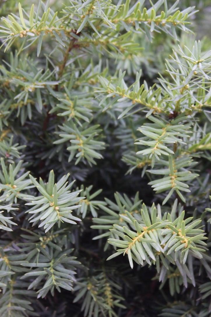 Taxus Media Densiformis - View 9 from www redcrocus com