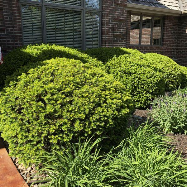 Taxus Media 'densiformis' - View 12 from www redcrocus com