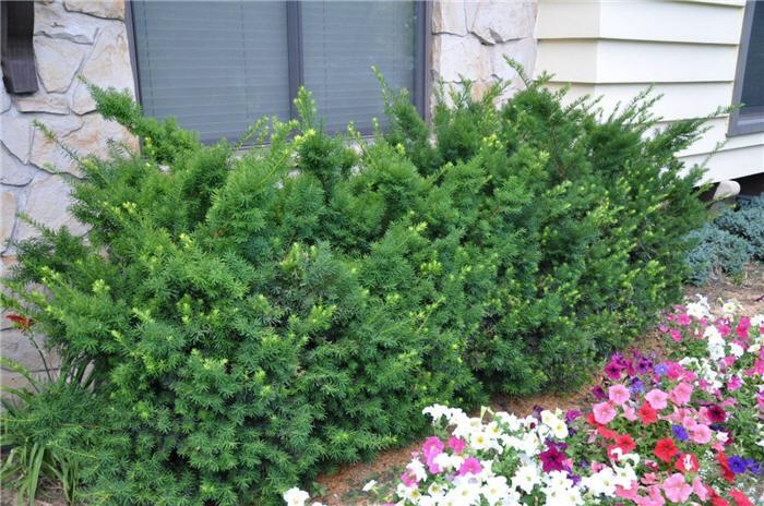 Taxus Media 'densiformis' - View 15 from www redcrocus com
