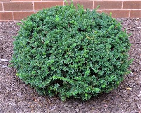 Taxus Media 'densiformis' - View 16 from www redcrocus com