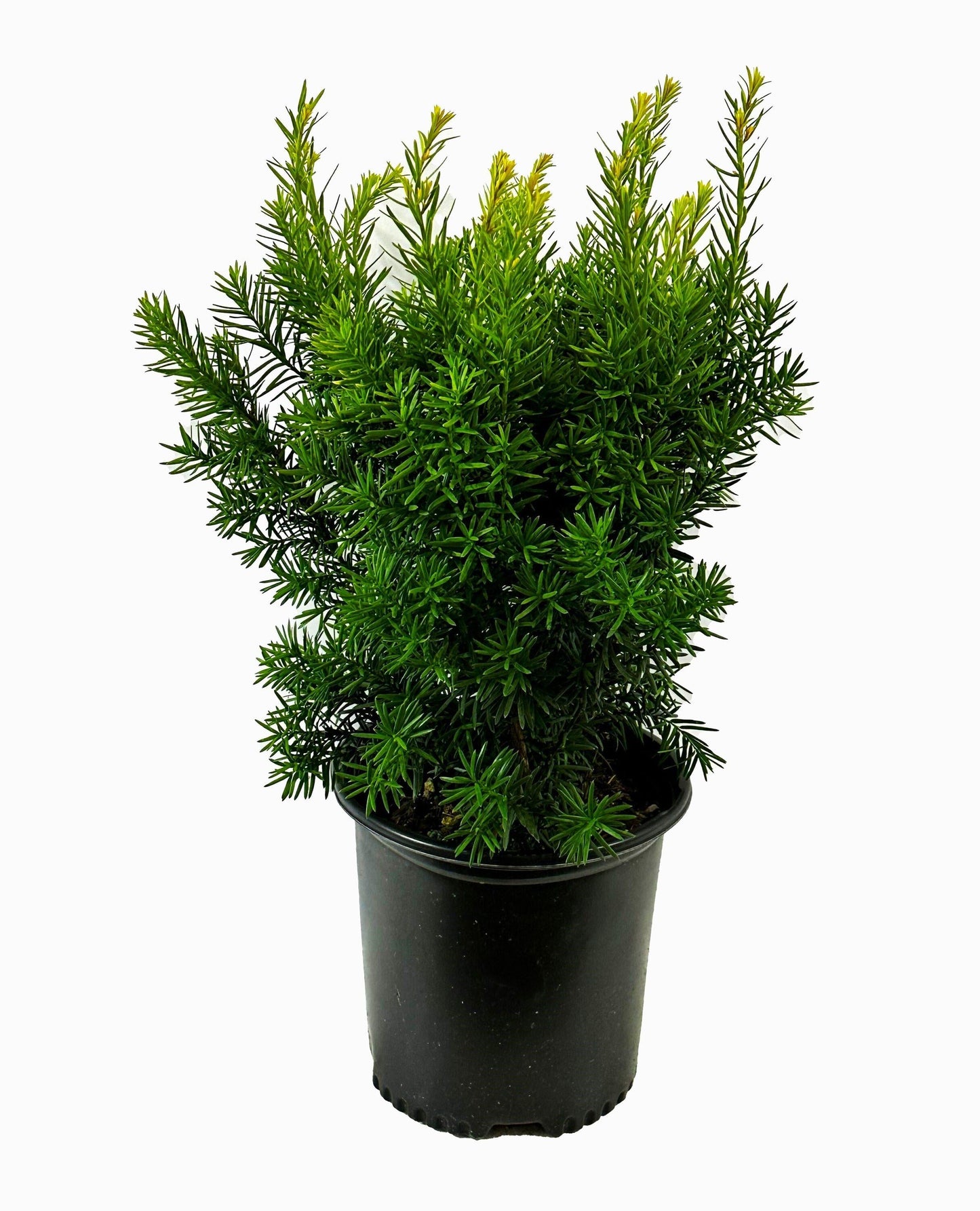Taxus Media 'densiformis' - View 17 from www redcrocus com