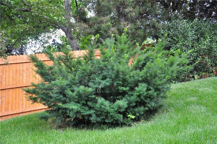 Taxus Media 'densiformis' - View 18 from www redcrocus com