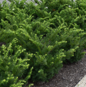 Taxus Media 'densiformis' - View 20 from www redcrocus com