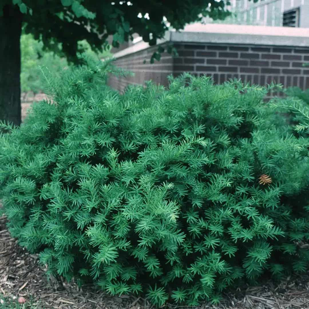 Taxus Media 'densiformis' - View 2 from www redcrocus com