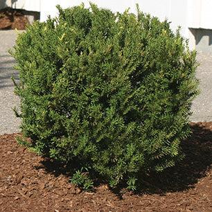 Taxus Media 'densiformis' - View 3 from www redcrocus com