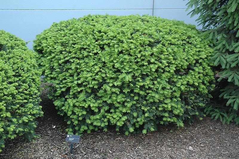Taxus Media 'densiformis' - View 4 from www redcrocus com