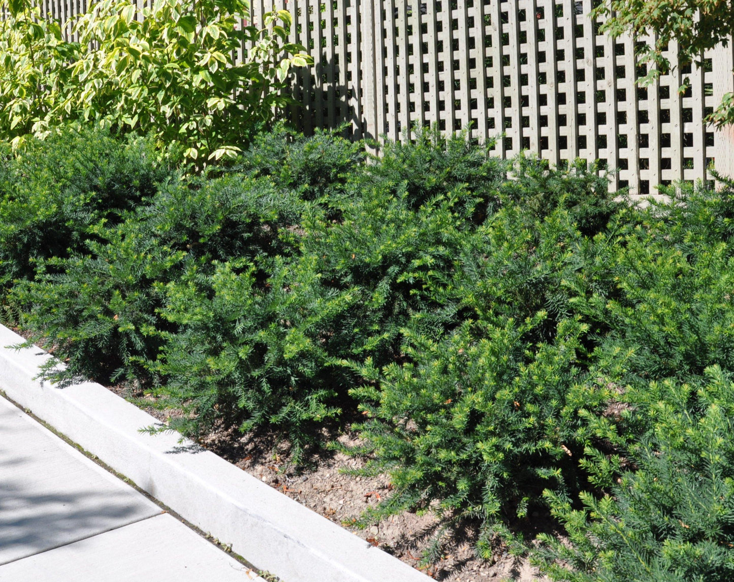 Taxus Media 'densiformis' - View 7 from www redcrocus com