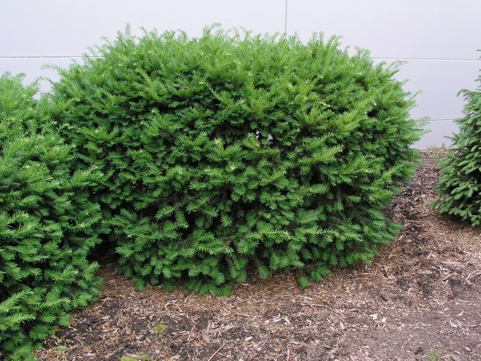 Taxus Media 'densiformis' - View 8 from www redcrocus com