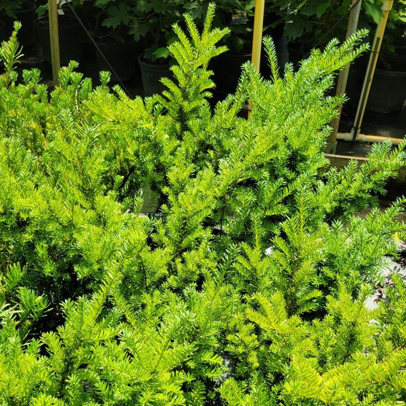 Taxus Media 'densiformis' - View 9 from www redcrocus com