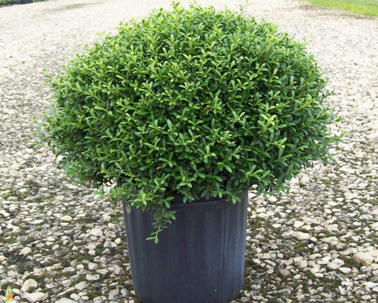 Ilex Crenata Soft Touch - View 10 from www redcrocus com