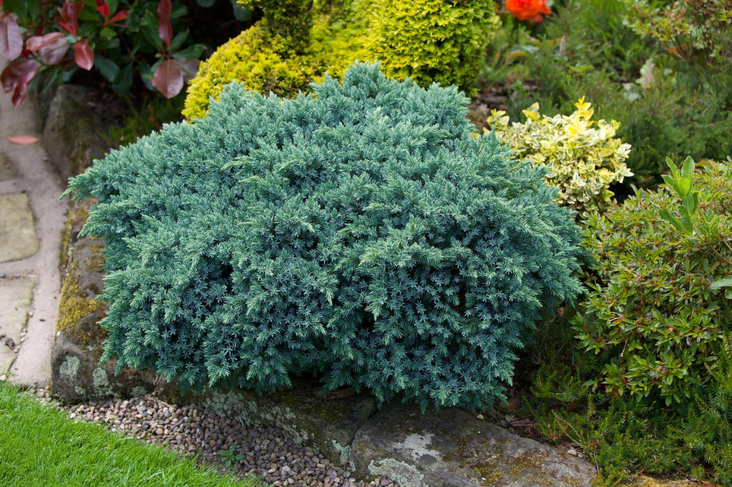 Juniperus Squamata 'blue Star' - View 5 from www redcrocus com