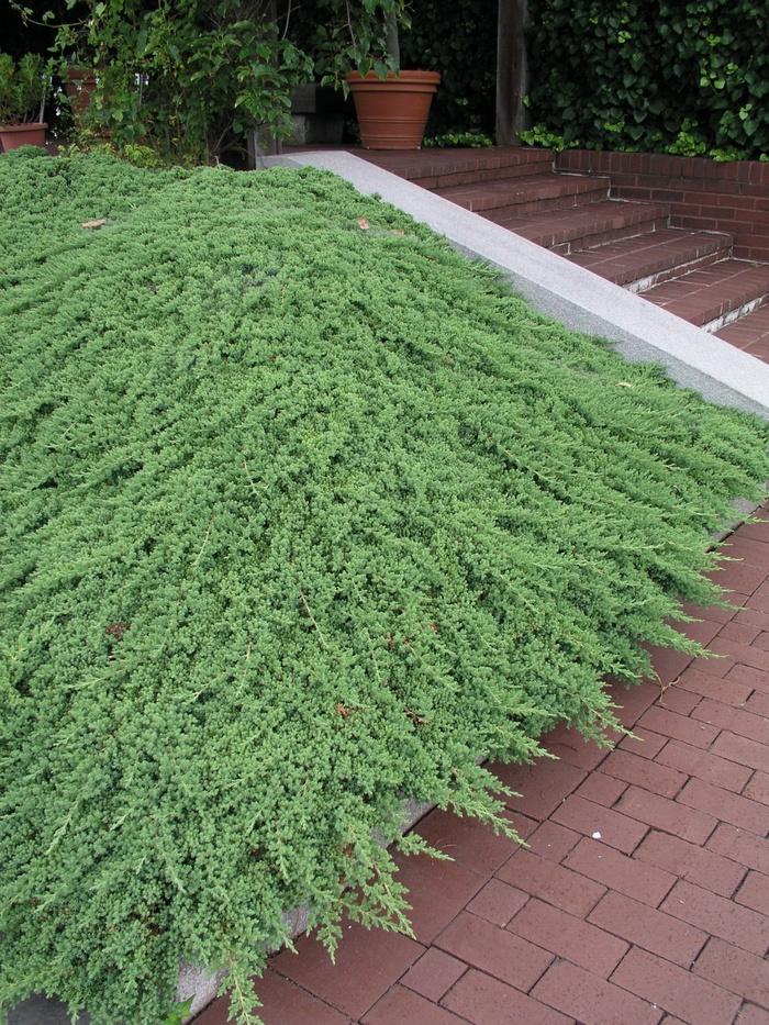 Juniperus Procumbens Nana - View 19 from www redcrocus com