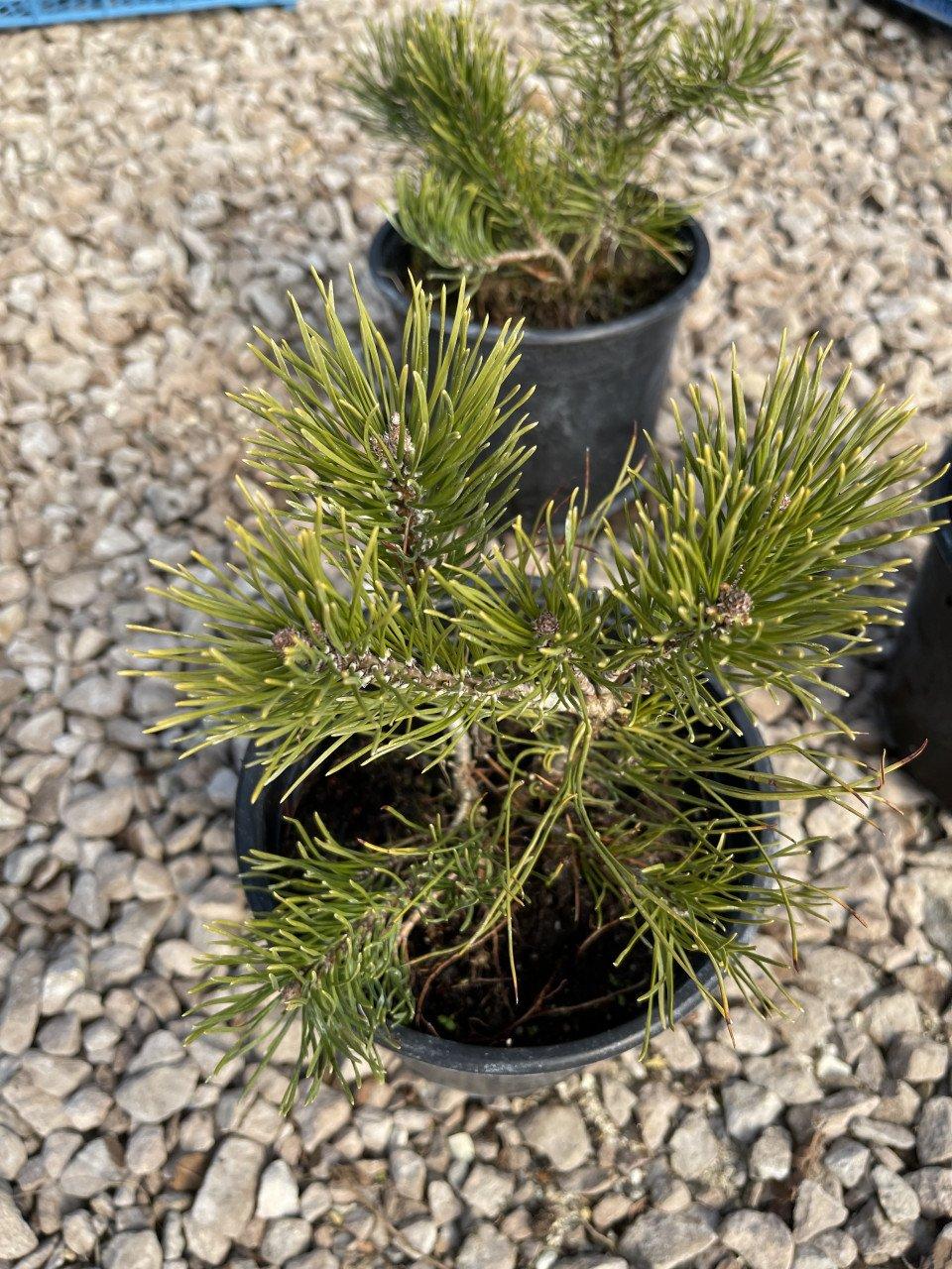 Pinus Mugo Pumilio - View 18 from www redcrocus com