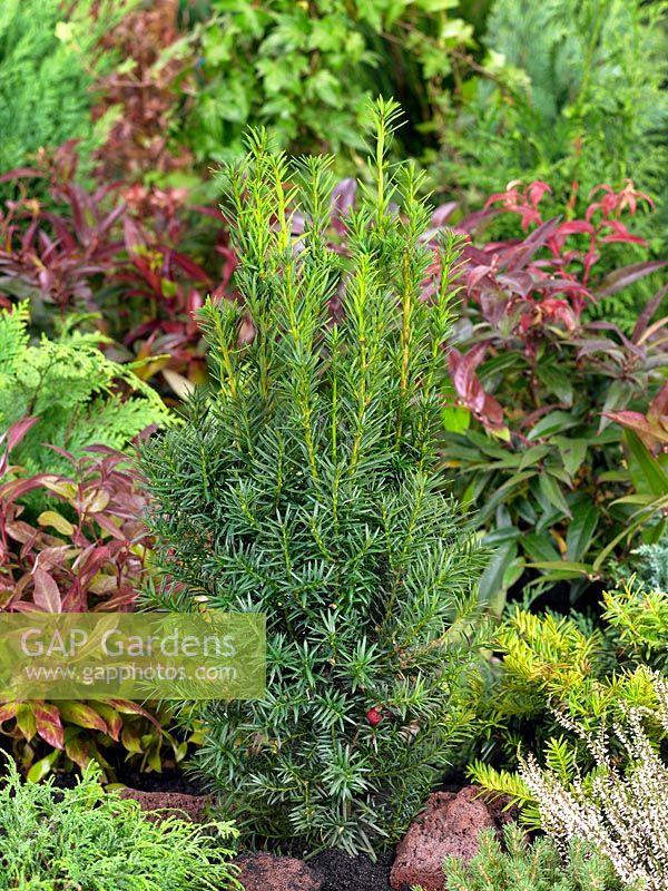 Taxus Media Hicksii - View 12 from www redcrocus com