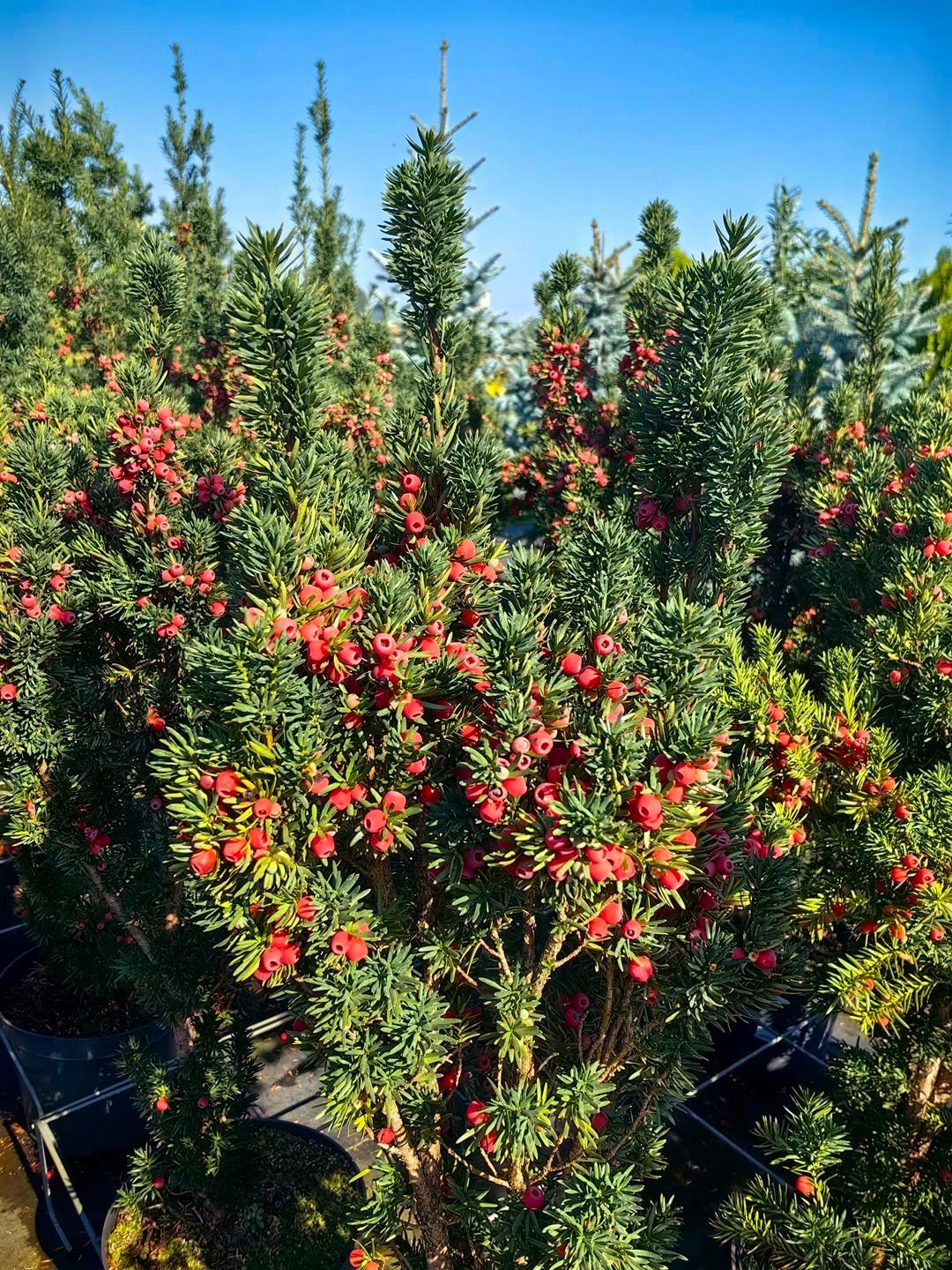 Taxus Media Hicksii - View 18 from www redcrocus com