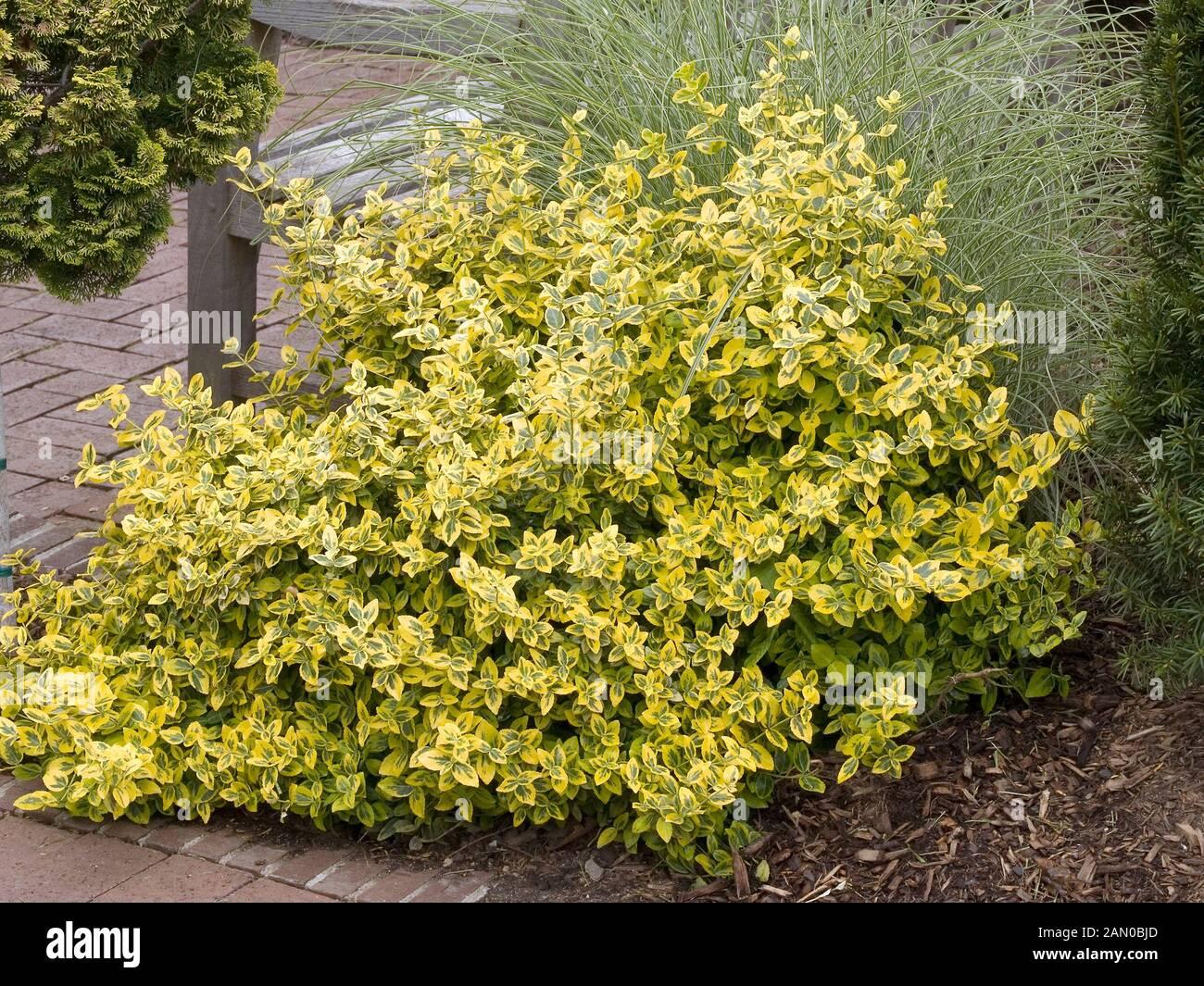 Euonymus Fortunei Emerald N Gold - View 10 from www redcrocus com