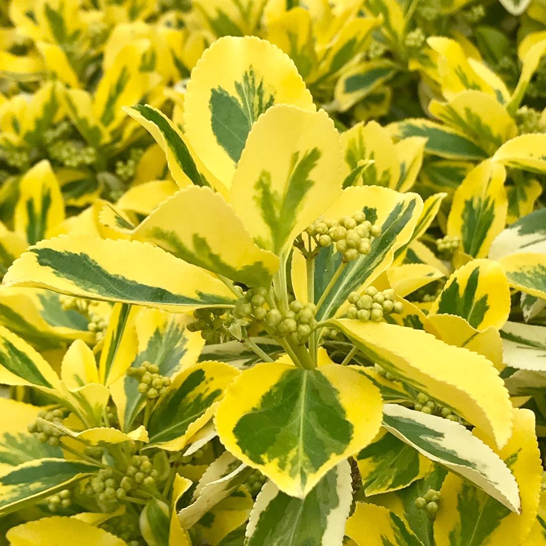 Euonymus Fortunei Emerald N Gold - View 11 from www redcrocus com