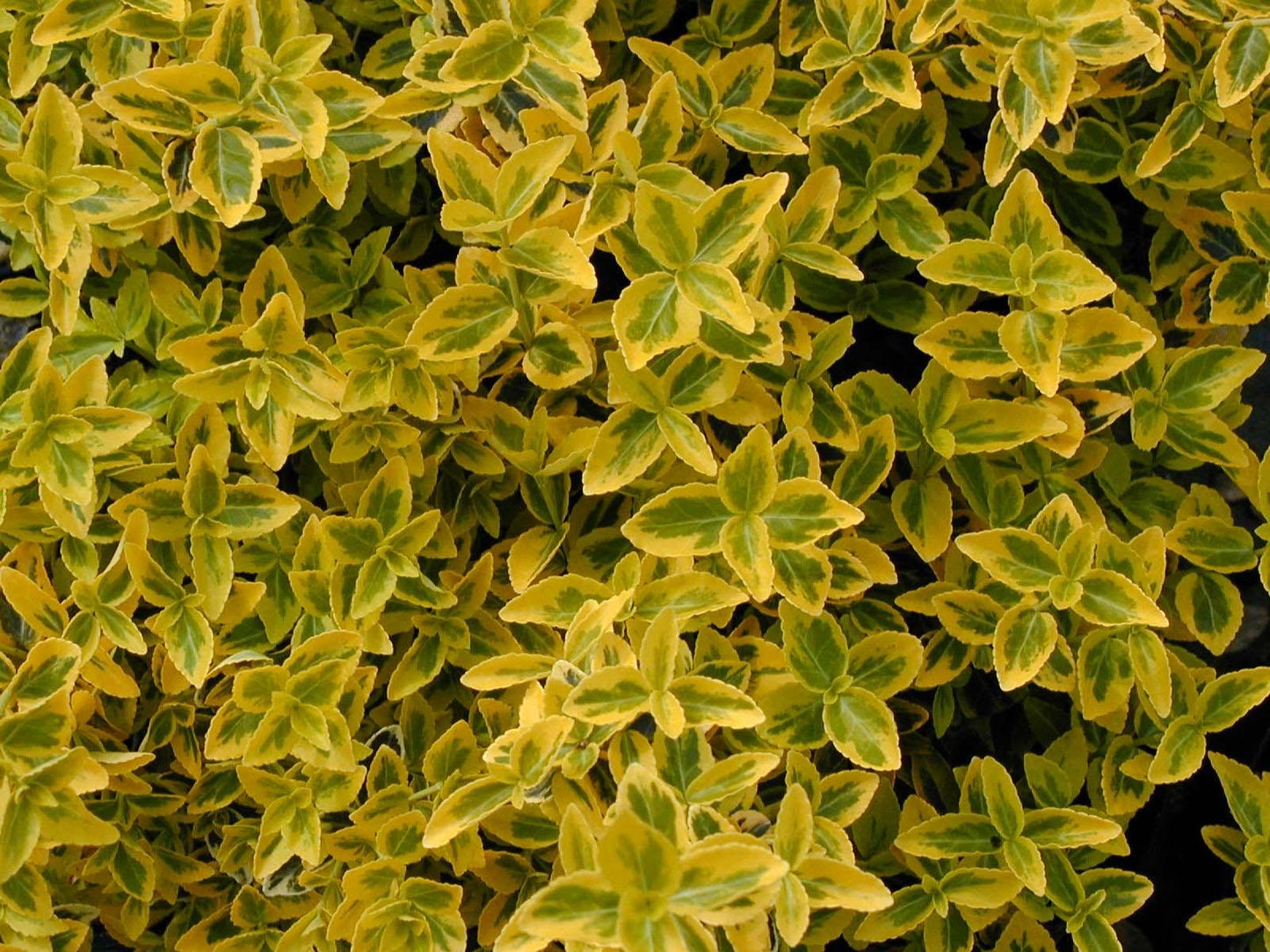 Euonymus Fortunei Emerald N Gold - View 12 from www redcrocus com