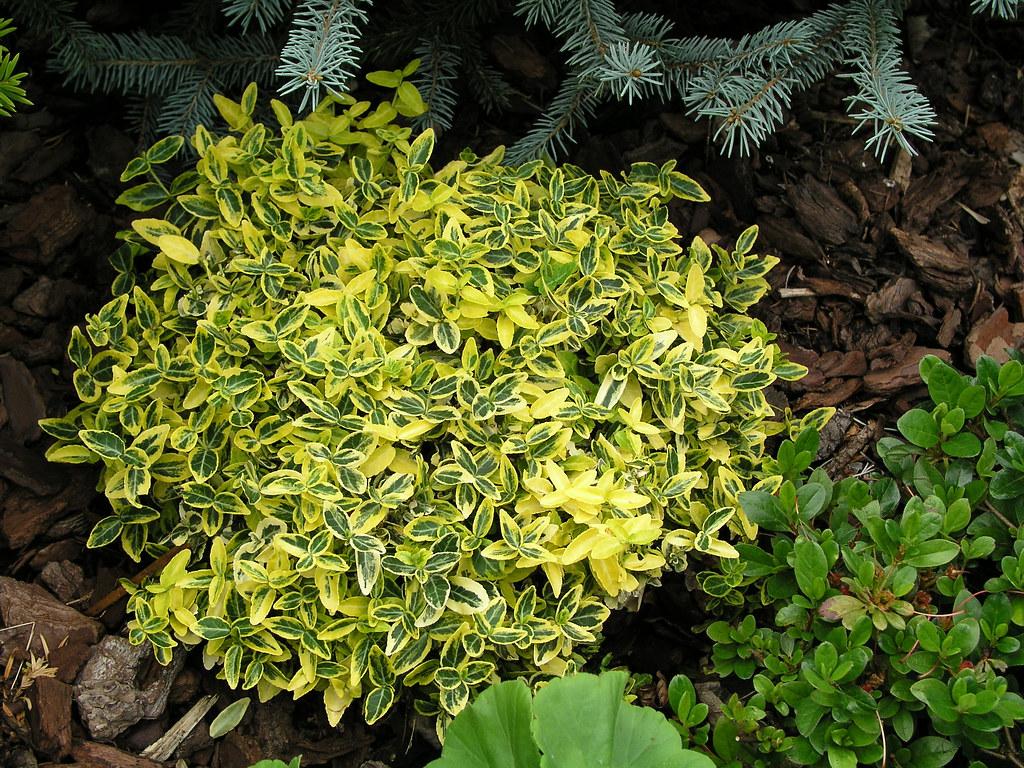 Euonymus Fortunei Emerald N Gold - View 14 from www redcrocus com