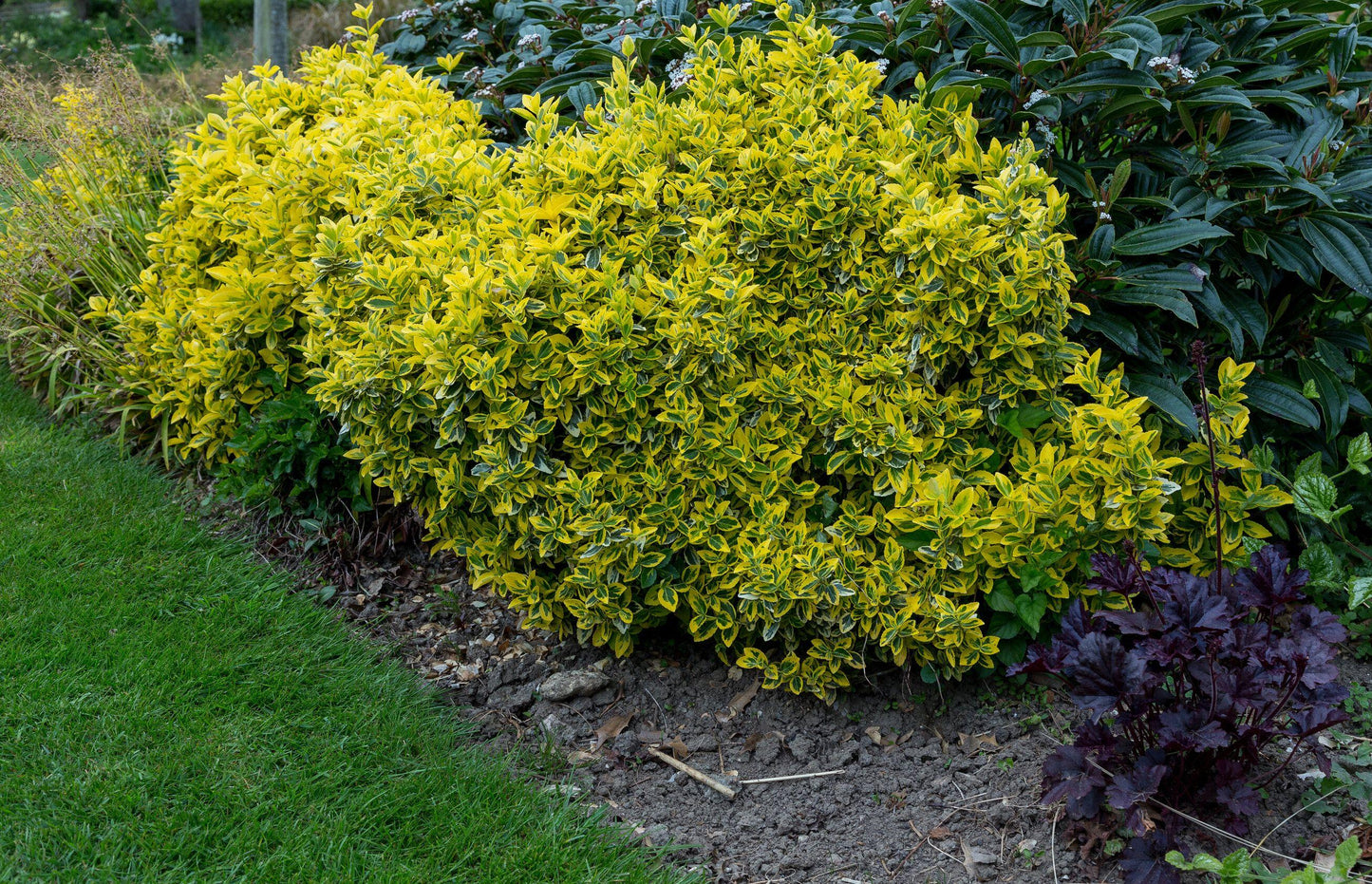 Euonymus Fortunei Emerald N Gold - View 15 from www redcrocus com