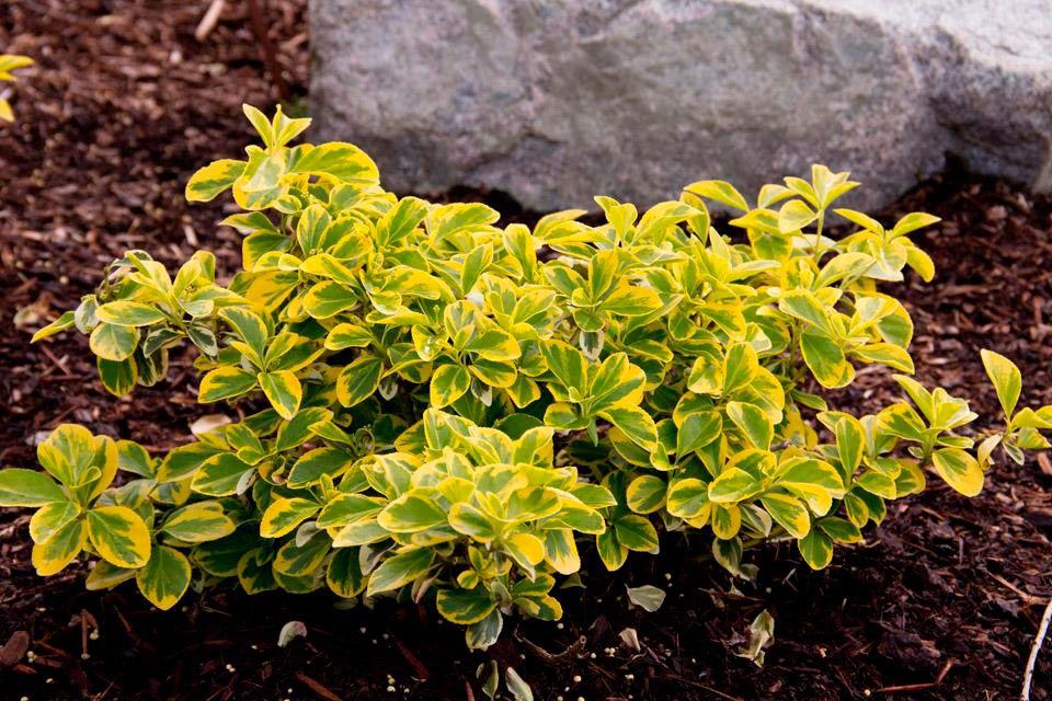 Euonymus Fortunei Emerald N Gold - View 16 from www redcrocus com